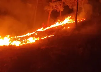 Mersin’de orman yangını