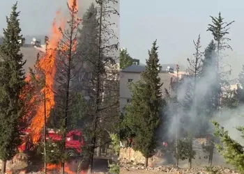 Çam ağaçları cayır cayır yandı