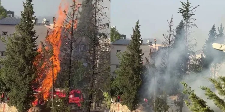 Çam ağaçları cayır cayır yandı