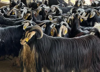 Diyarbakır Hayvan Borsası’nda son pazarlıklar yapılıyor
