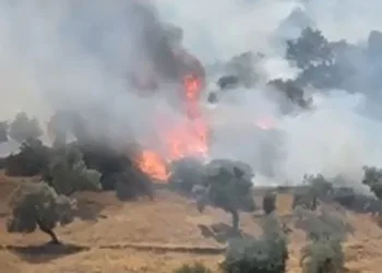 Çine’de zeytinlik alanda yangın çıktı