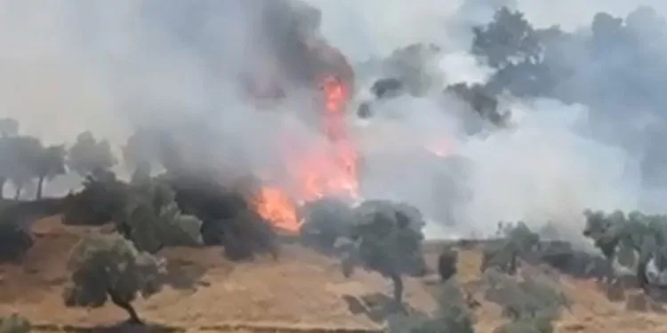 Çine’de zeytinlik alanda yangın çıktı