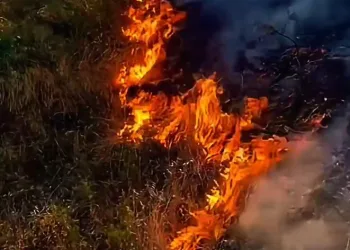Söke’de makilik yangını