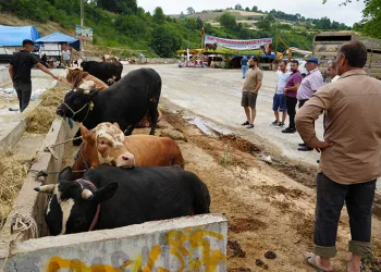 Besiciler bayramda da kurbanlık mesaisinde