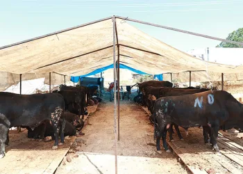 Gebze’de kurban satış alanı hazır
