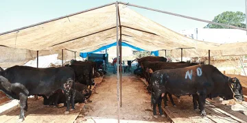 Gebze’de kurban satış alanı hazır