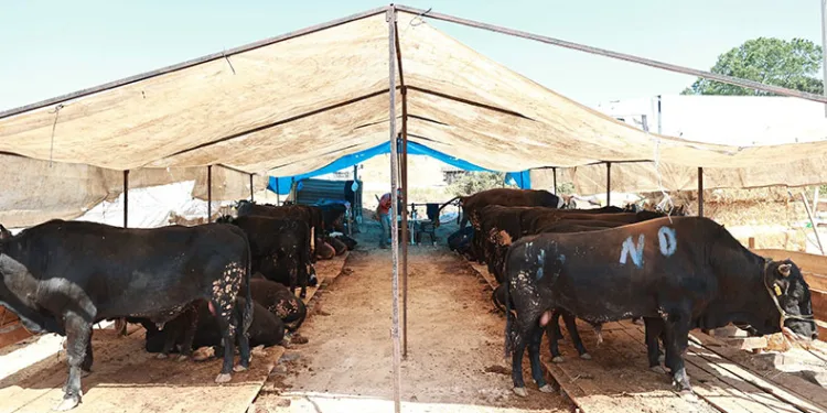 Gebze’de kurban satış alanı hazır