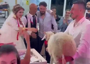 Düğünde damada takı yerine koyun hediye ettiler