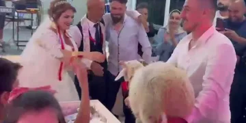 Düğünde damada takı yerine koyun hediye ettiler