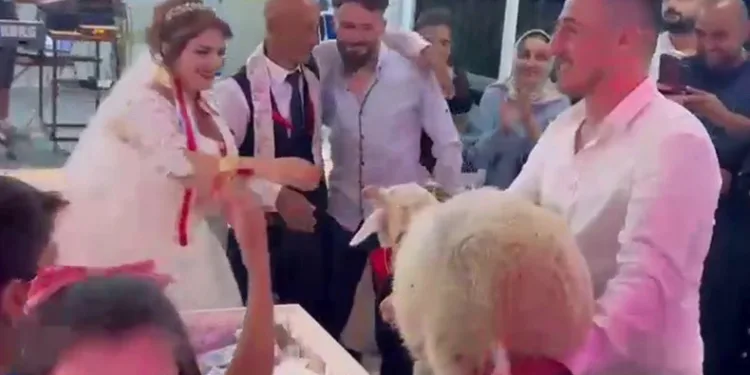 Düğünde damada takı yerine koyun hediye ettiler