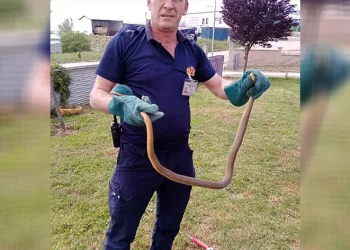 Bolu’da yılan paniği