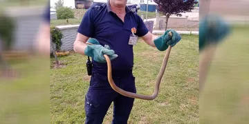 Bolu’da yılan paniği