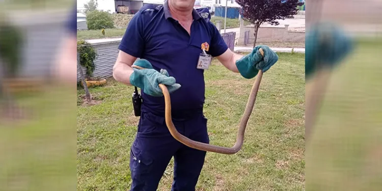 Bolu’da yılan paniği