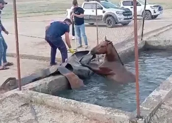 Sahipsiz at, atık petrol kuyusuna düştü