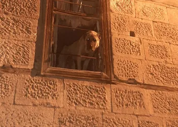 20 gündür kayıp köpek hapsedilmiş halde bulundu