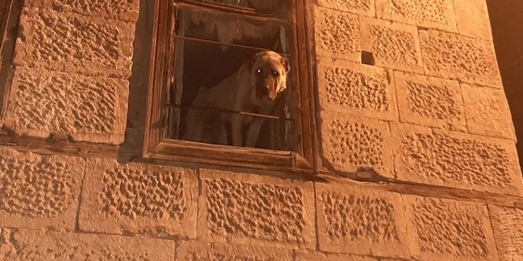 20 gündür kayıp köpek hapsedilmiş halde bulundu