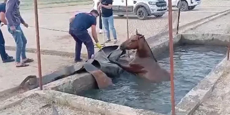 Sahipsiz at, atık petrol kuyusuna düştü