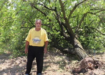 Kayısı hasadı için gün sayan çiftçilere fırtına şoku
