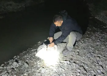 İnci kefali için gece denetimi