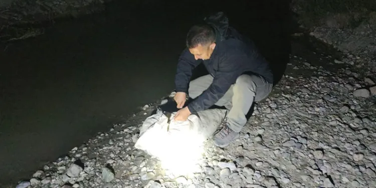 İnci kefali için gece denetimi