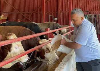 Bakanlıktan aldığı destekle hayvan sayısını 4’e katladı