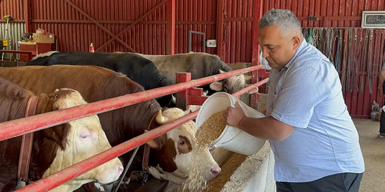 Bakanlıktan aldığı destekle hayvan sayısını 4’e katladı
