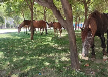 Sıcaktan bunalınca çocuk parkına indiler