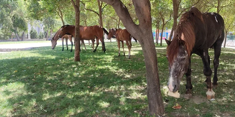 Sıcaktan bunalınca çocuk parkına indiler