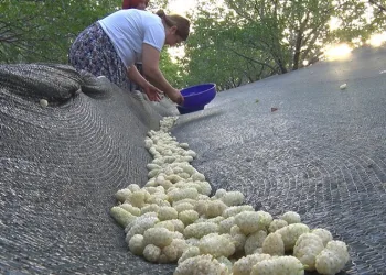 Ayaş ilçesinde dut hasadı başladı