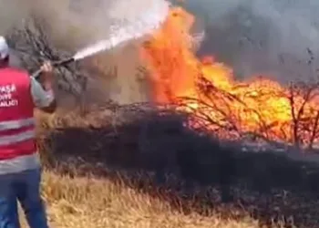 Anız yangını ormana sıçradı