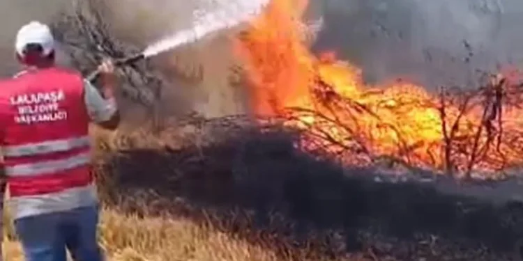 Anız yangını ormana sıçradı