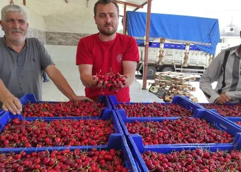 Selendili kiraz üreticileri umduğunu bulamadı
