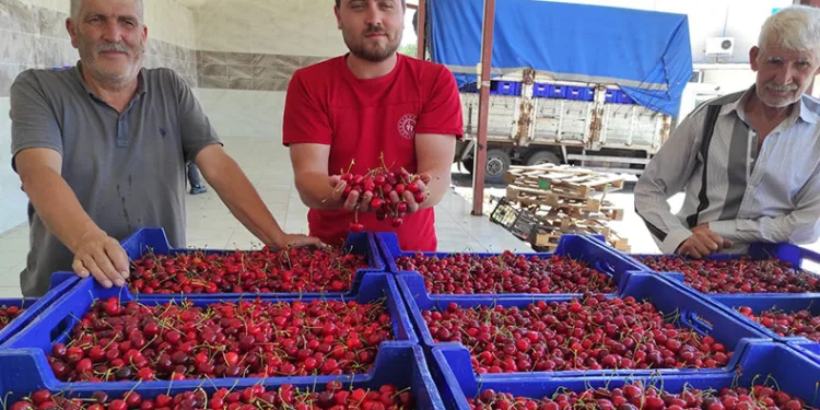 Selendili kiraz üreticileri umduğunu bulamadı
