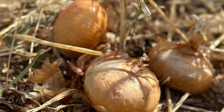 Satamadığı soğanı hayrına dağıttı