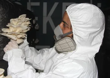 Memleketinde mantar üretmeye başladı