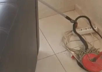 Ofise giren yılan korku dolu anlar yaşattı