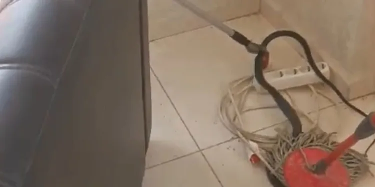 Ofise giren yılan korku dolu anlar yaşattı