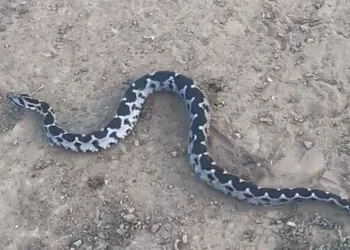 Çankırı’da Osmanlı engereği görüntülendi