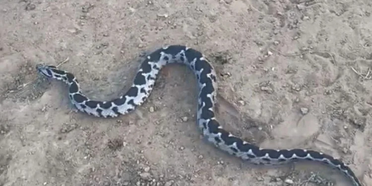 Çankırı’da Osmanlı engereği görüntülendi