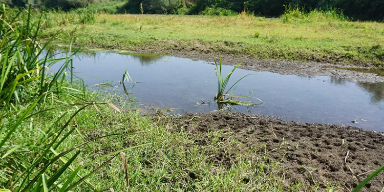 Tunca Nehri’nde kuraklık alarmı
