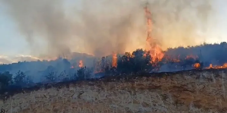 Gaziantep’te orman yangını