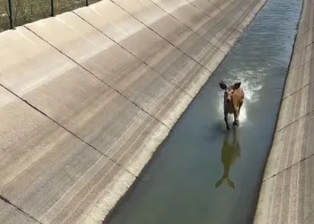 Geyik su kanalına düştü