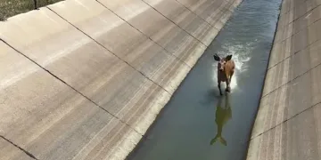 Geyik su kanalına düştü