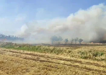 Mardin’de anız yangını