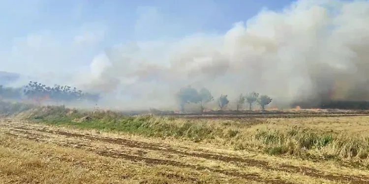 Mardin’de anız yangını