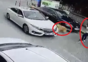 Köpeğe çarptı, arkasına bile bakmadı