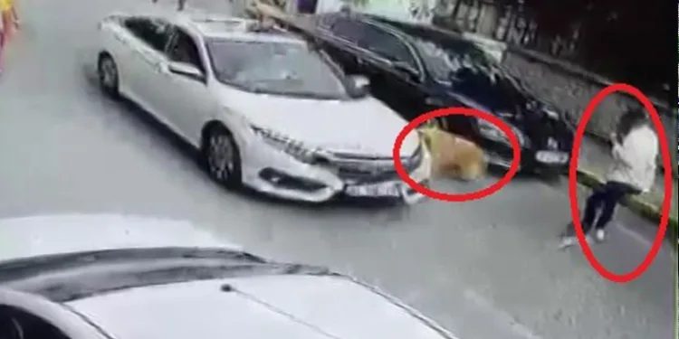 Köpeğe çarptı, arkasına bile bakmadı