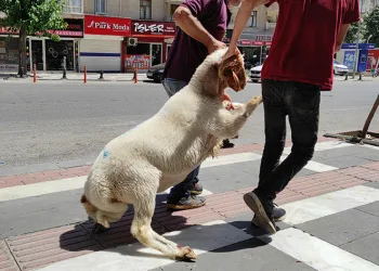 Kaçan kurbanlık zor anlar yaşattı