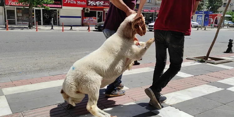 Kaçan kurbanlık zor anlar yaşattı