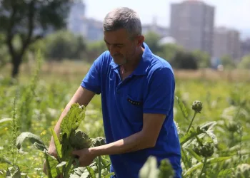 Coğrafi tescilli Hasanağa enginarında rekolte yarıya düştü